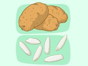 Potato vs Rice Nutrition Chart (Calories, Carbs, Vitamins, Minerals)